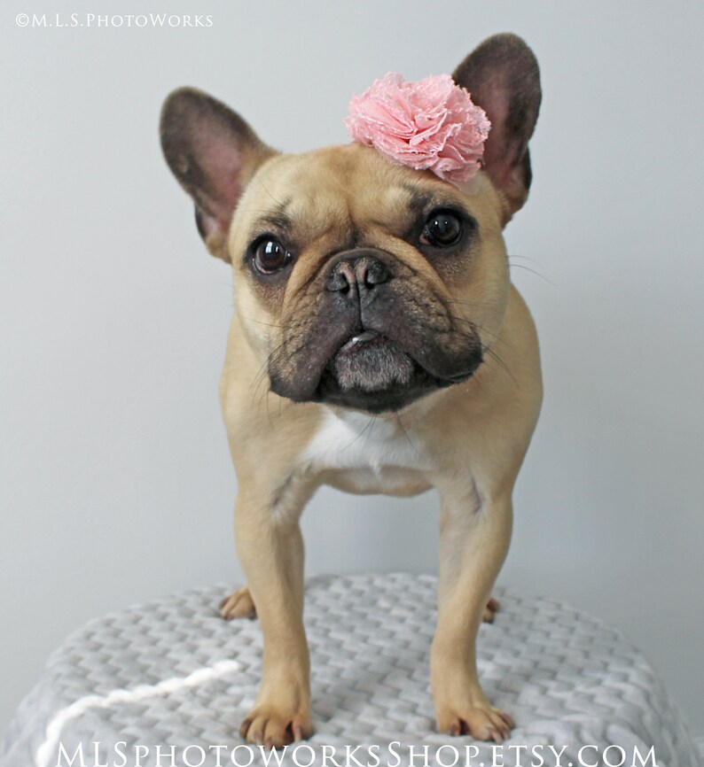 Frenchie Accessories Soft Pink Puppy Flower Small Dog Big Etsy