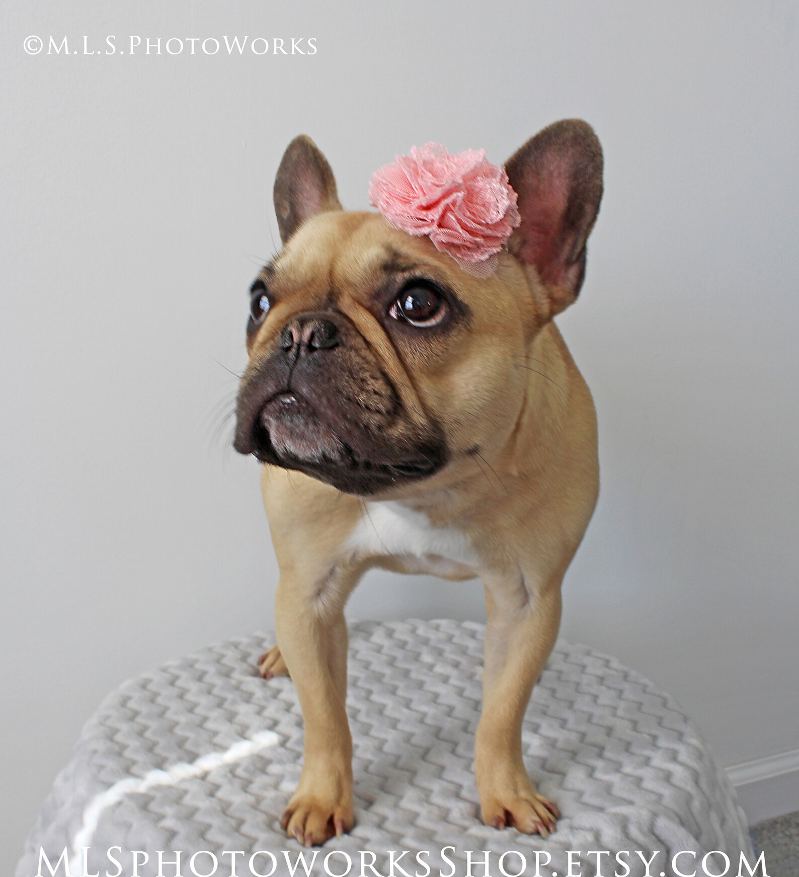 Frenchie Accessories Soft Pink Puppy Flower Small Dog Big Etsy