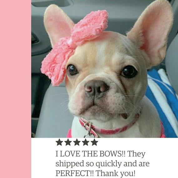 french bulldog puppy accessories