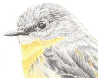 Greetings card of an Eastern yellow robin, Eopsaltria australis, from an original watercolour painting.