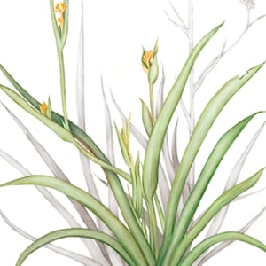 Archival print of a  Kangaroo Paw
