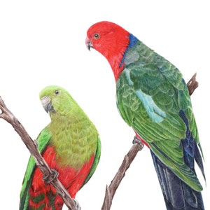 Archival print of an Australian King Parrot
