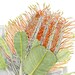see more listings in the Botanical prints section