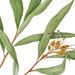 see more listings in the Botanical prints section