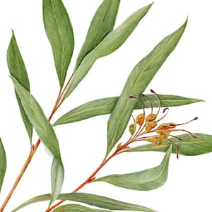 Archival print Grevillea Orange Marmalade