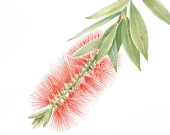 Archival print Bottlebrush, Callistemon from an original watercolour and coloured pencil painting.