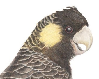 NEW! Archival print of a Yellow Tailed Black Cockatoo, from an original coloured pencil drawing