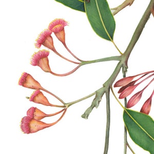 Archival print of a red flowering gum, Corymbia ficifolia image 1