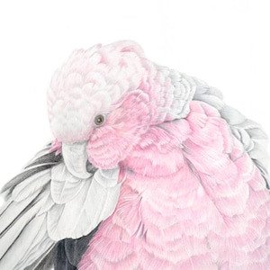 Archival print of a Galah cockatoo,  from an original watercolour and coloured pencil painting.