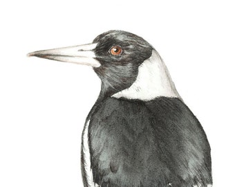 Archival print of an Australian Magpie, from an original watercolour and coloured pencil painting.