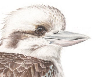 NEW! Archival print of a Kookaburra, from an original coloured pencil drawing
