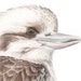 see more listings in the Bird prints section