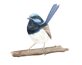 Greetings card of a male Superb Fairy Wren, from an original watercolour painting.