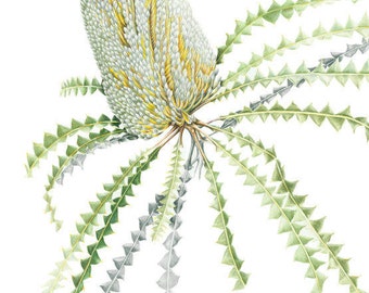 Archival print Banksia Hookeriana from an original watercolour and coloured pencil painting.