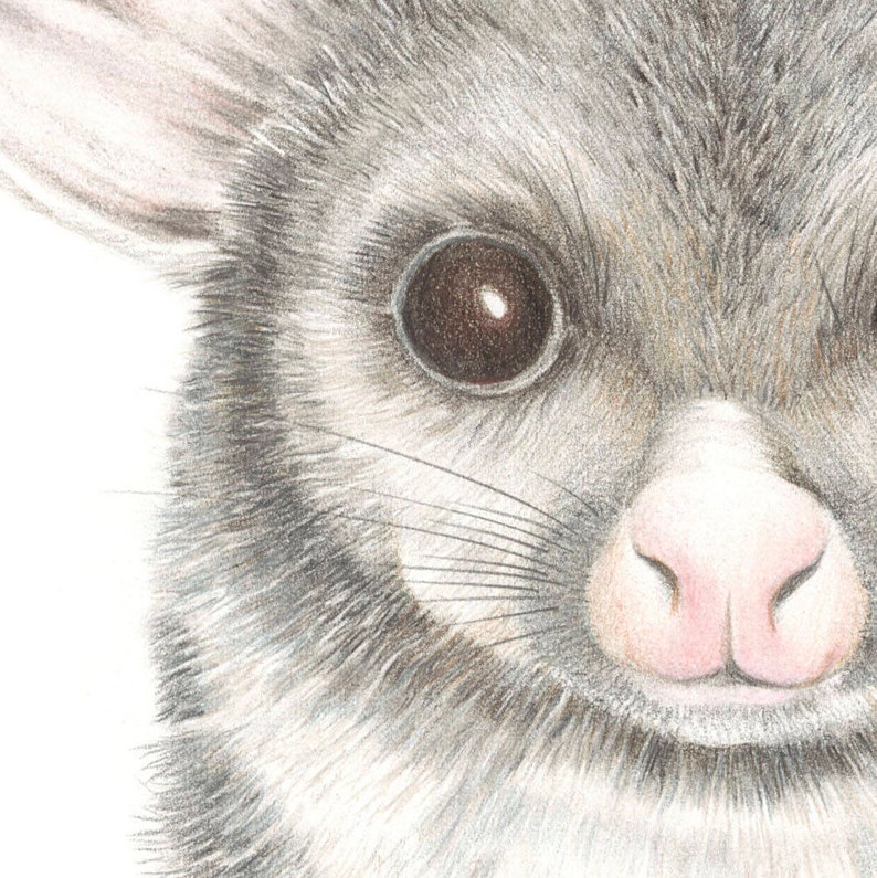 Archival print of a possum, from an original watercolour and coloured pencil painting. image 3