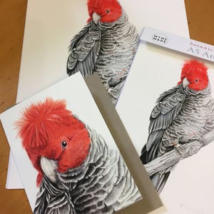 Archival print of a Gang Cockatoo, from an original watercolour and coloured pencil painting. image 2