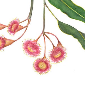 Archival print of a red flowering gum, Corymbia ficifolia image 2