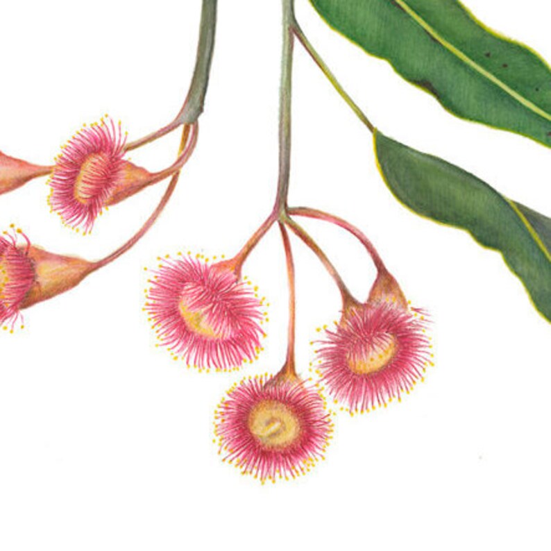 Archival print of a red flowering gum, Corymbia ficifolia image 2