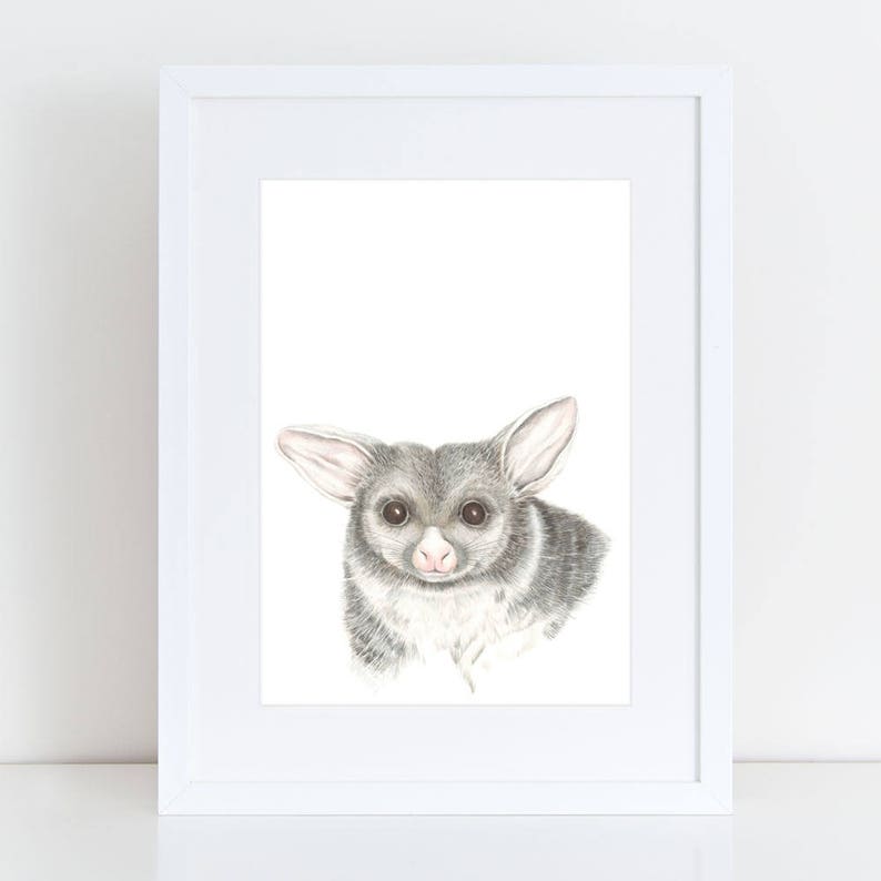 Archival print of a possum, from an original watercolour and coloured pencil painting. image 2