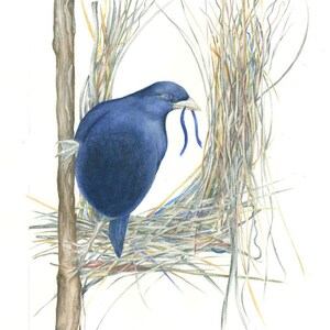 Archival Print eines Männchen Satin Laubenvogels