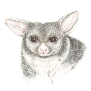 Archival print of a possum, from an original watercolour and coloured pencil painting. image 1