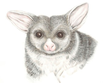 Archival print of a possum, from an original watercolour and coloured pencil painting.