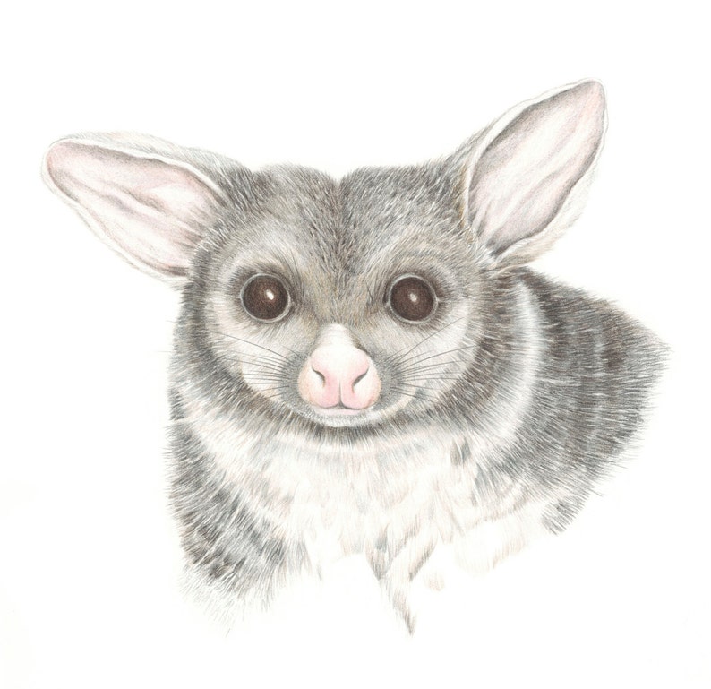 Archival print of a possum, from an original watercolour and coloured pencil painting. image 1