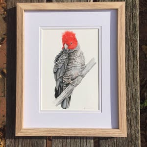 Archival print of a Gang Cockatoo, from an original watercolour and coloured pencil painting. image 3
