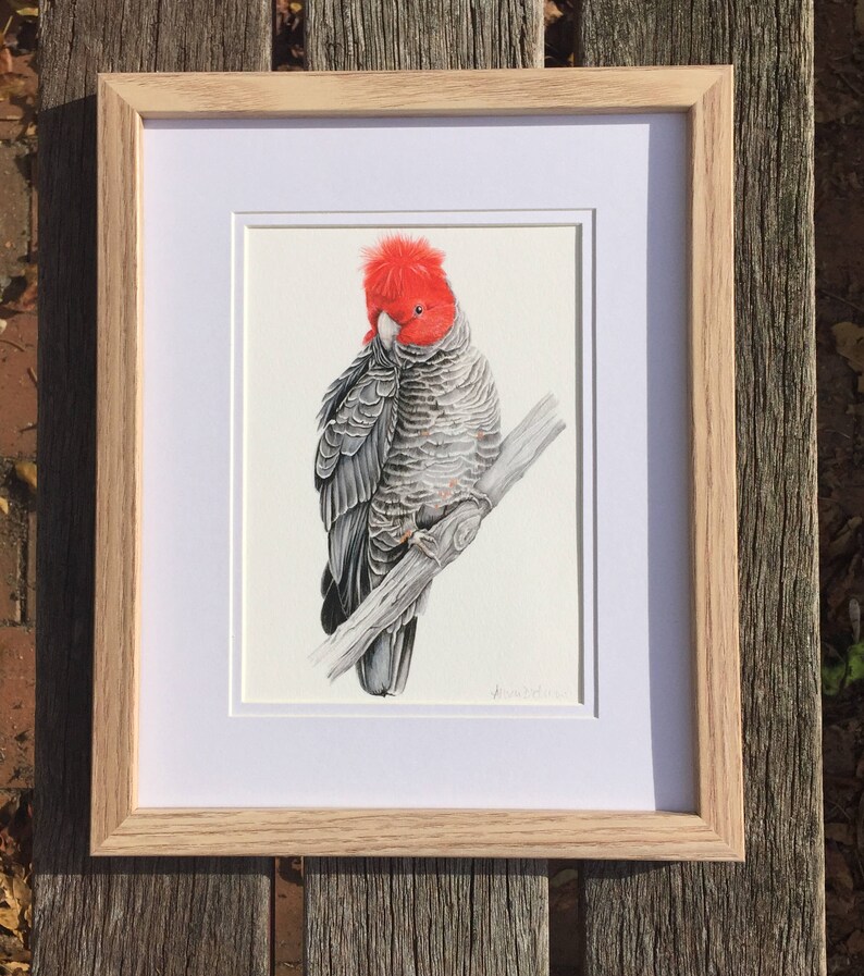 Archival print of a Gang Cockatoo, from an original watercolour and coloured pencil painting. image 3