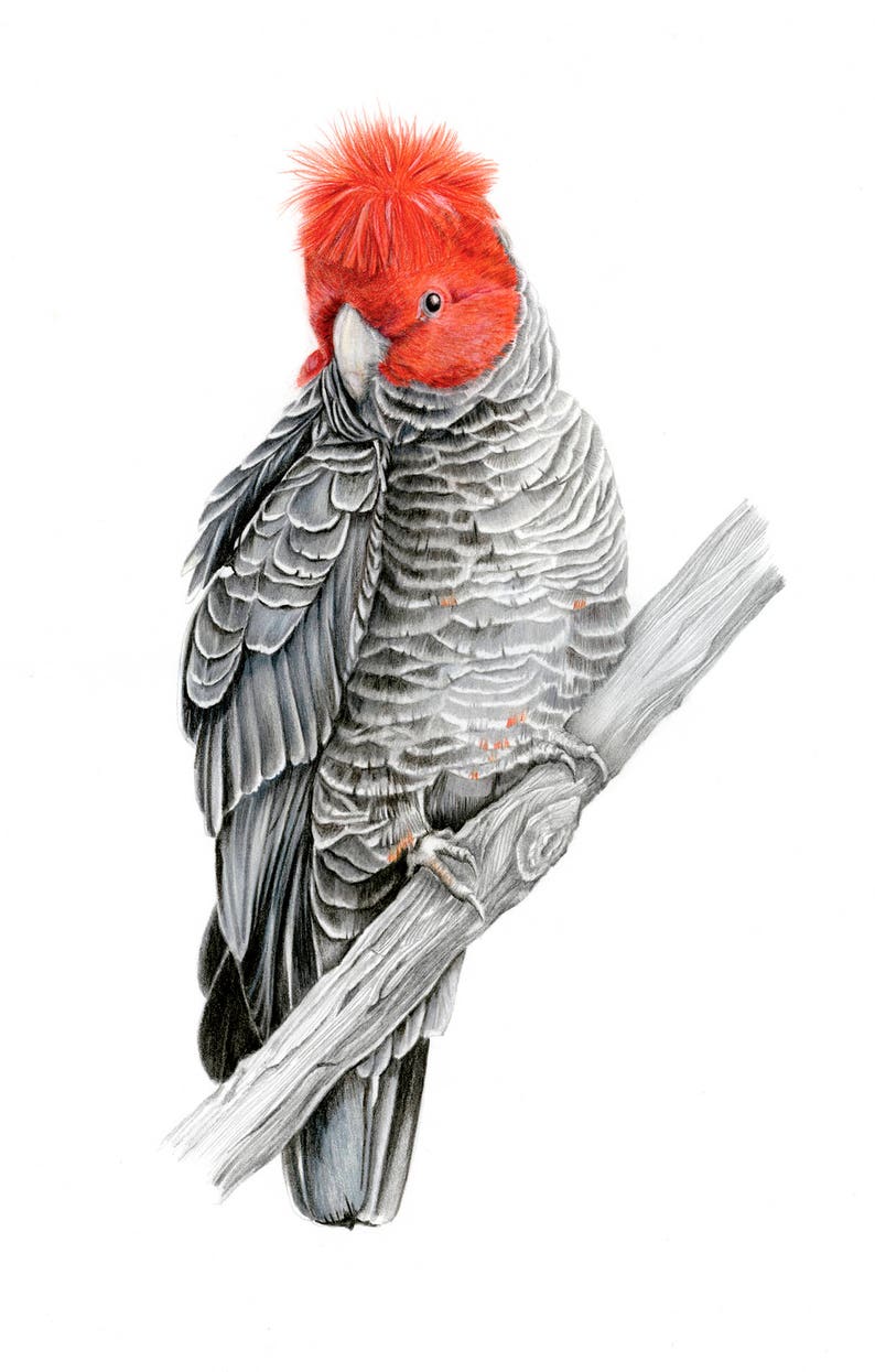 Archival print of a Gang Cockatoo, from an original watercolour and coloured pencil painting. image 1