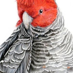 Archival print of a Gang Cockatoo, from an original watercolour and coloured pencil painting. image 4