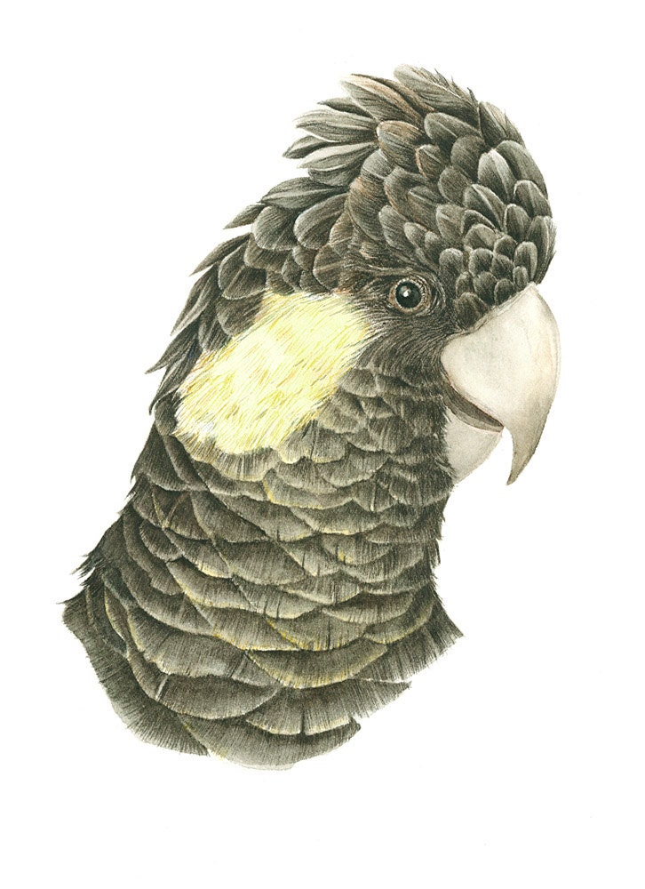 Archival Print of a Yellow Tailed Black Cockatoo, From an Original