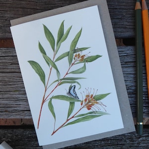 Grevillea Orange Marmalade (grevillea venusta x grevillea glossadenia).