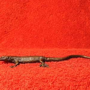 Eidechse - super realistische massiv gegossene Bronze Figur