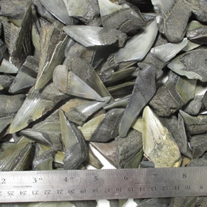 Puede incluir: Una colección de dientes de tiburón fosilizados, que van desde aproximadamente 2,5 cm hasta 7,5 cm, dispuestos sobre una regla. Los dientes son de una mezcla de colores grises y marrones.