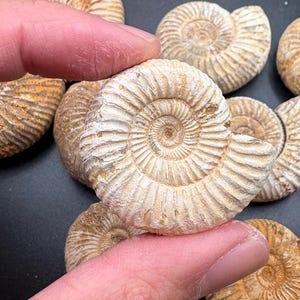 Pode incluir: Uma coleção de conchas de amonites fossilizadas, exibindo um padrão em espiral e uma cor bege. As conchas são seguradas por um dedo, destacando a textura e os detalhes das antigas criaturas marinhas. O fundo é escuro.