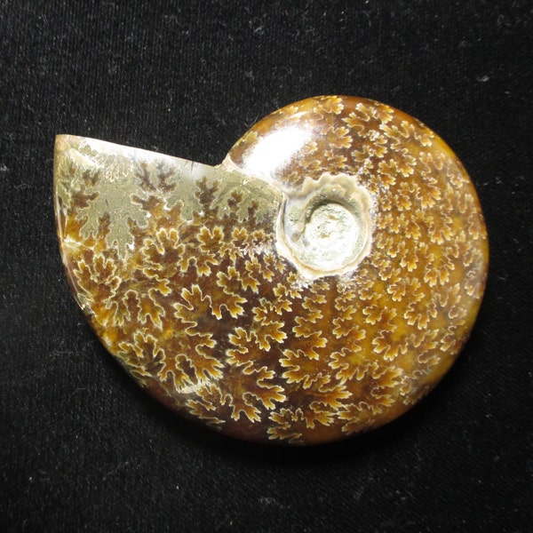 Polished Ammonite fossil specimen with gorgeous sutures - 8.8 cm wide - Jurassic - Madagascar