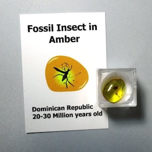 Fossil Insect in Amber kit - authentic specimen of insect in Dominican Republic amber 20-30 million years old - with magnifying box