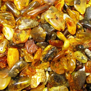 1 Specimen Polished Fossil Amber From the Baltic Sea Picked Randomly