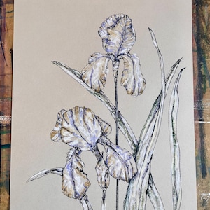 Original Charcoal Iris Drawing: Floral Art on Pastel Paper