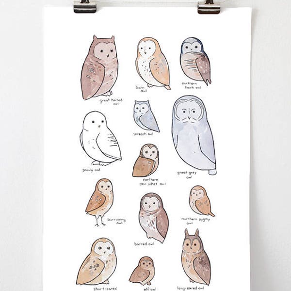 Illustrated Owl Species Chart - Whimsical Art Print