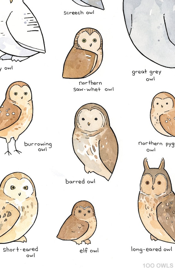 Owl Breeds Chart