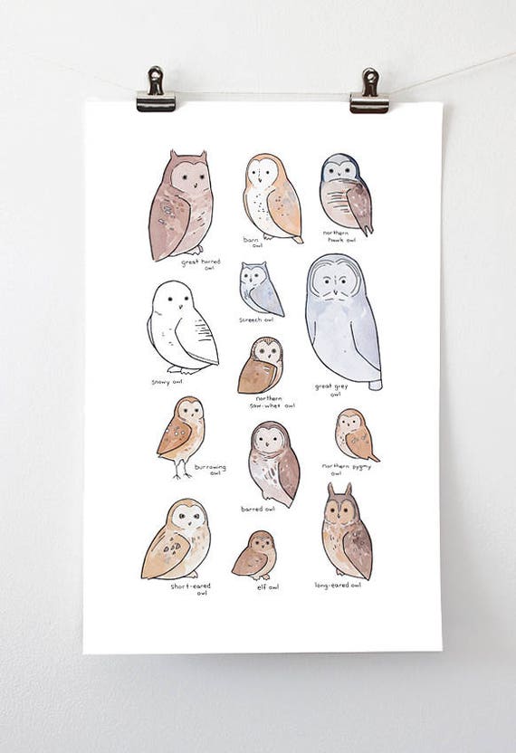 Owl Breeds Chart