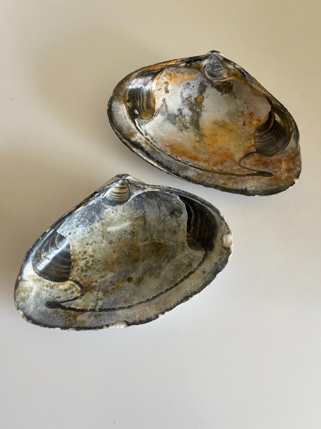 Shell Ember Comparison Moonlit Ember Clam Shell Duo – Rare Jumbo Coastal Specimens - Set of 2 ...