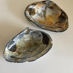 May include: Two large, open seashells with a mix of colors, including brown, gray, and white. The shells have a textured surface and a natural, organic appearance. The shells are likely used for decorative purposes.