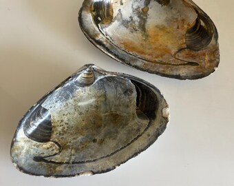 Moonlit Ember Clam Shell Duo – Rare Jumbo Coastal Specimens - Set of 2 - 6-6.25" inches - Natural Coastal Shell Decor