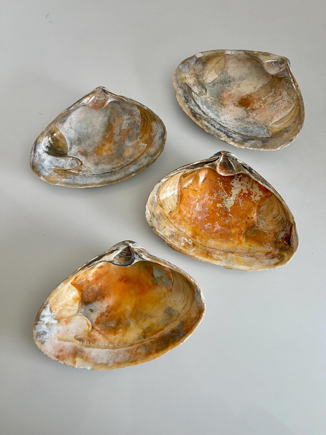 Large Golden Clam Shells Set of 4 – 5–5.5 Inch Natural Coastal Shell ...