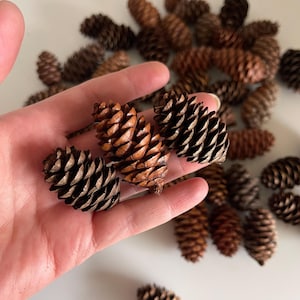 May include: A collection of pine cones in varying shades of brown, from light tan to dark chocolate. The cones are open, displaying their textured scales. Some cones are held in a hand, while others are scattered on a white surface.