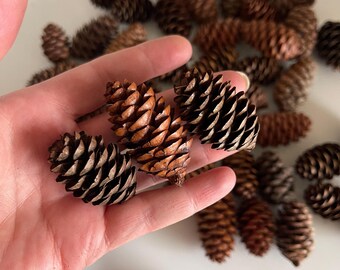 Mini Pine Cones for Crafts, Cleaned & Dried Pinecones, Small Natural Pinecones, Wreath Supplies, Rustic Woodland Decor, Bowl Filler