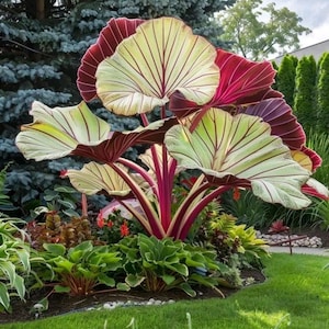 3 Colocasia Esculenta Bulbs – Giant Elephant Ear Plants for Tropical Landscapes, Garden Beds & Outdoor Pots